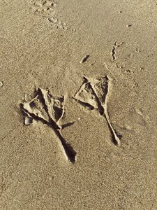 Beach footprint sandy photo
