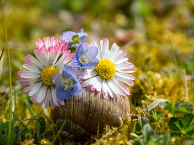 Plant flowers shell nature