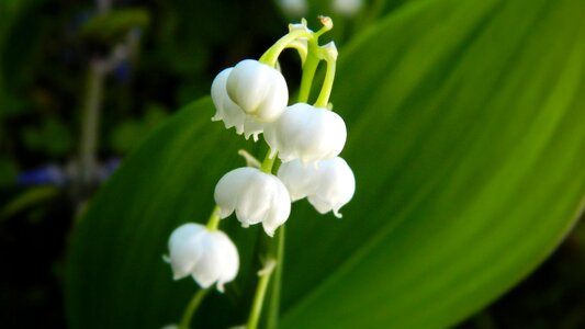Flower plant spring