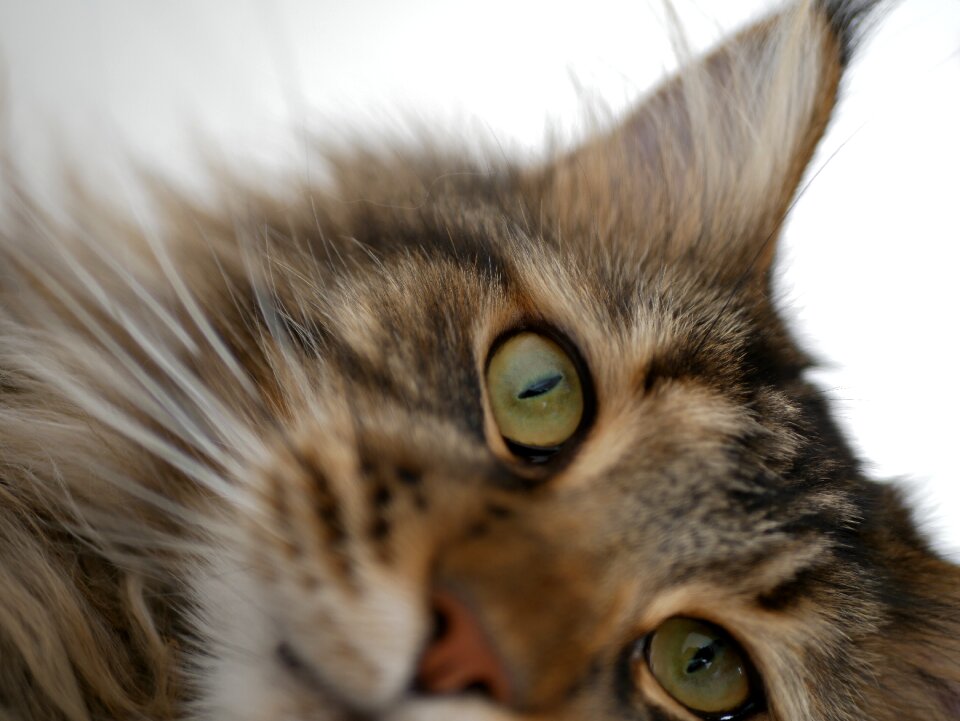 Cat animal mammal
