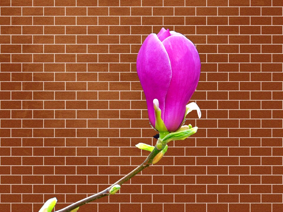 Masonry old brick wall red