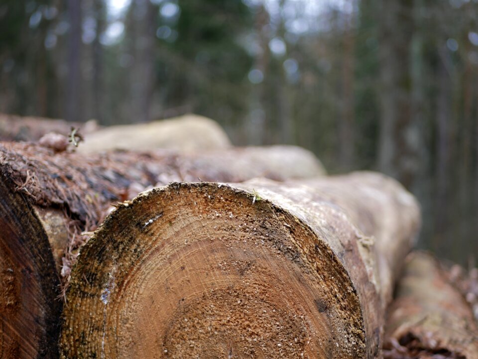 Nature chop wood bark