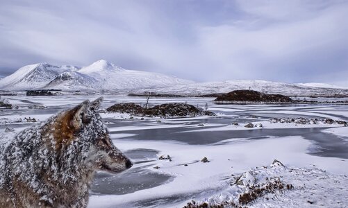 Nature ice wolf photo