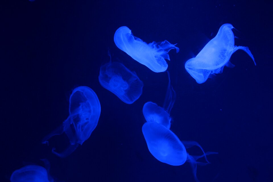 Jellyfish oceanarium Free photos
