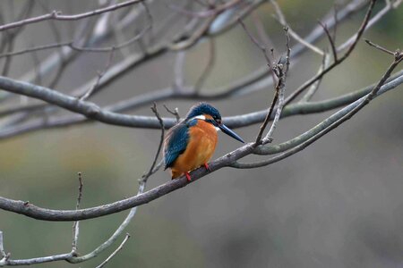 Natural wild animals outdoors