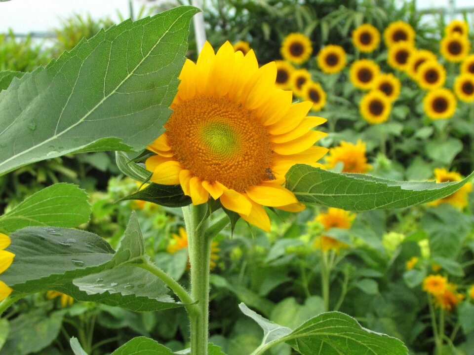 Flower summer sunflower