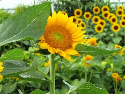 Flower summer sunflower photo
