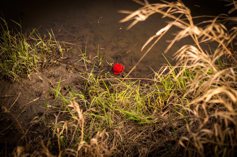 Pond alone red photo