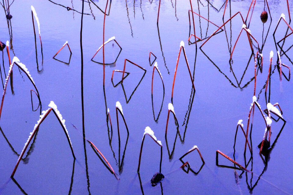 Savage lotus snow Free photos
