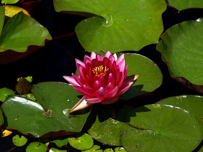 Waterlily water nature