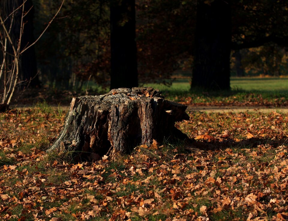 Tree wood leaf