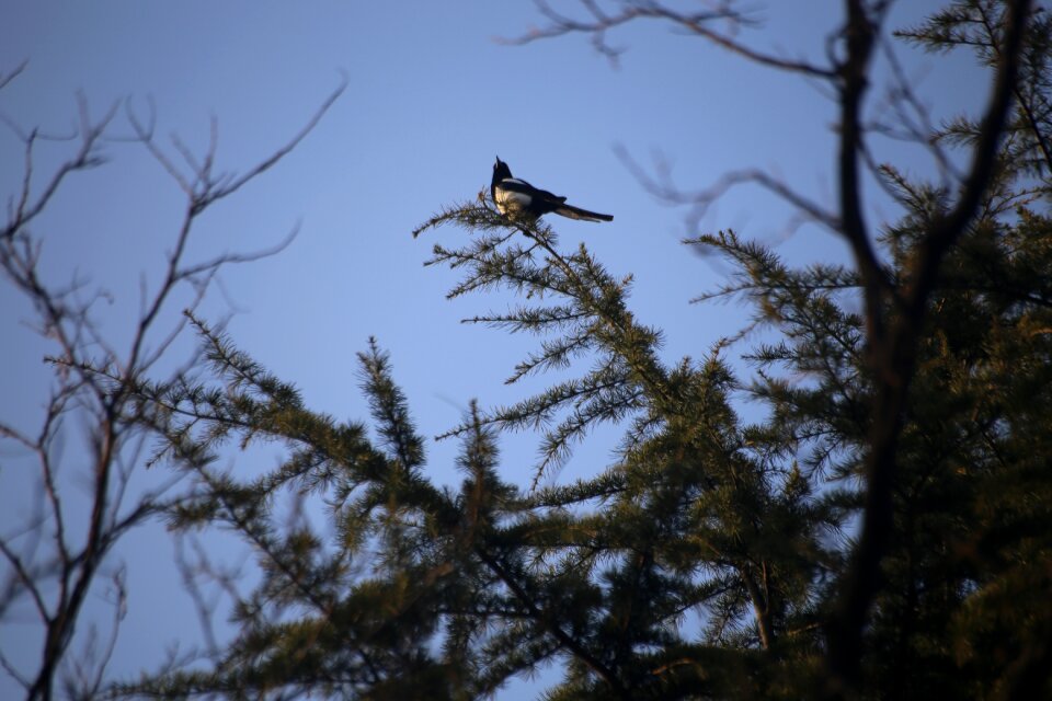 Bird outdoors