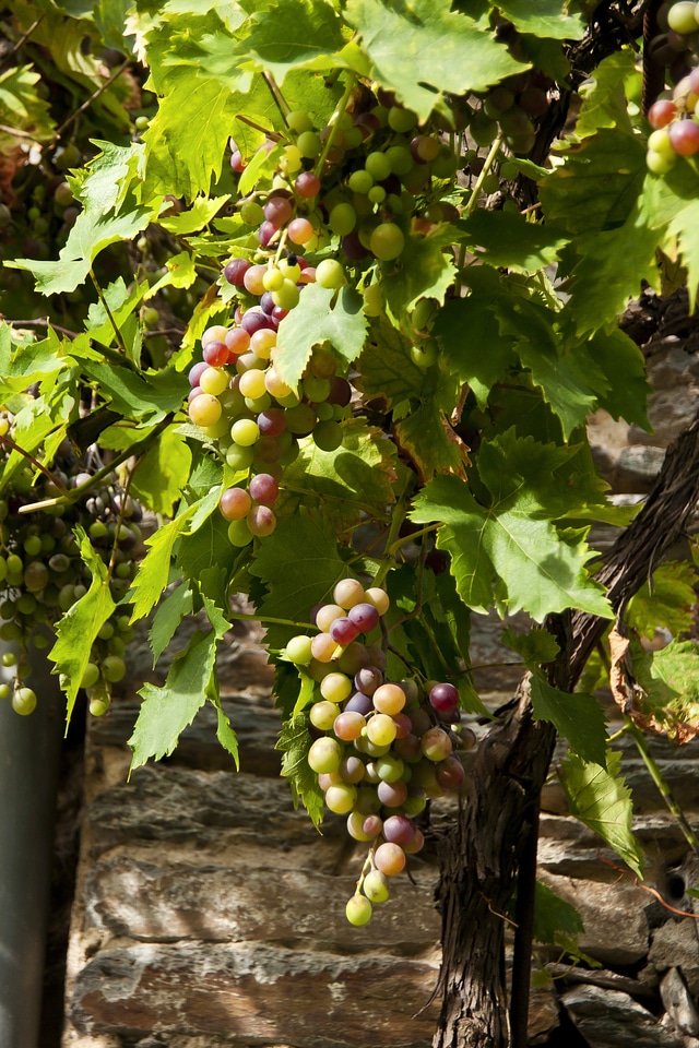Grape cluster vine