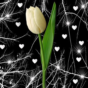 Leaf black background tulip