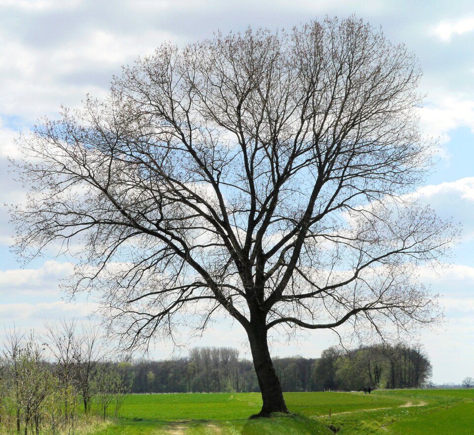 Bud leaf green landscape