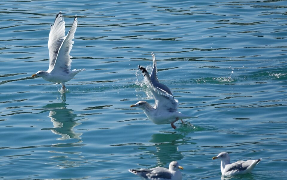 Body of water bird the seagulls in the bath