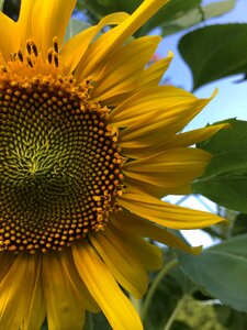 Summer flower