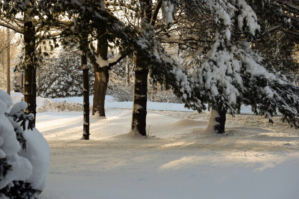 Cold frost march 8
