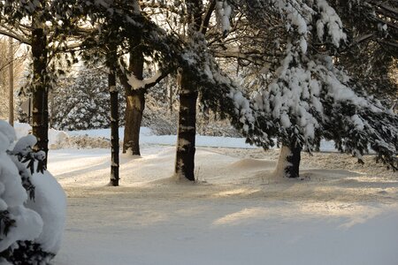 Cold frost march 8