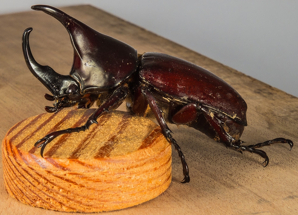 Tropical beetles rhinoceros beetle riesenkaefer
