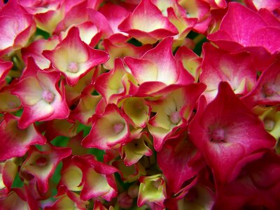 Summer hydrangea red
