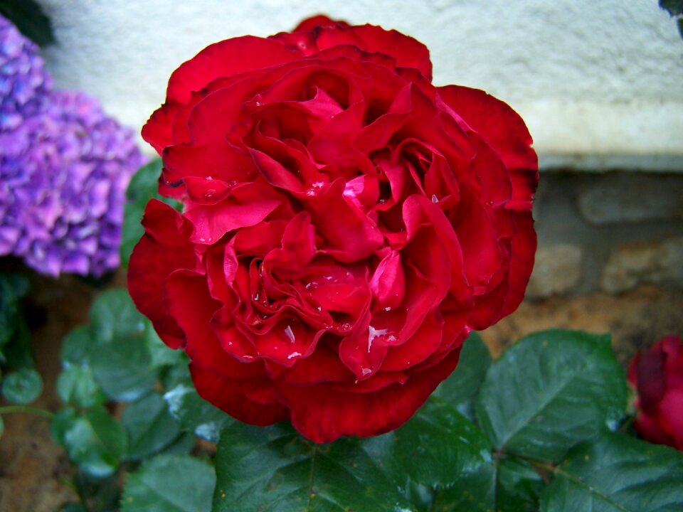 Plant floral red rose