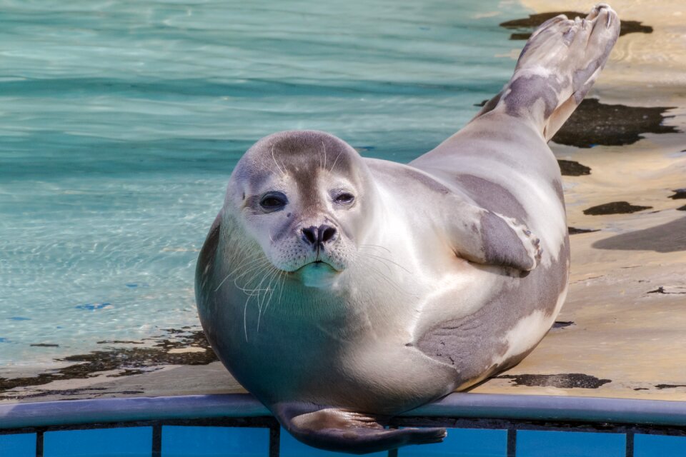Nature robbe seal