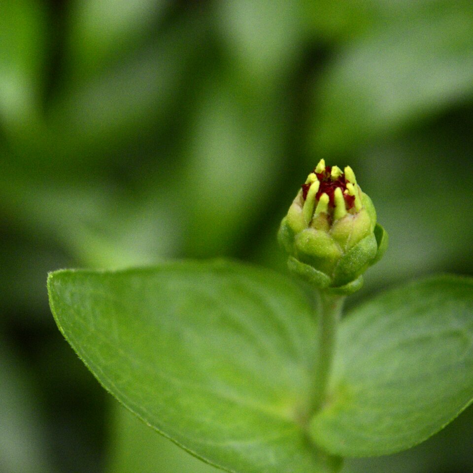 Blur flora garden