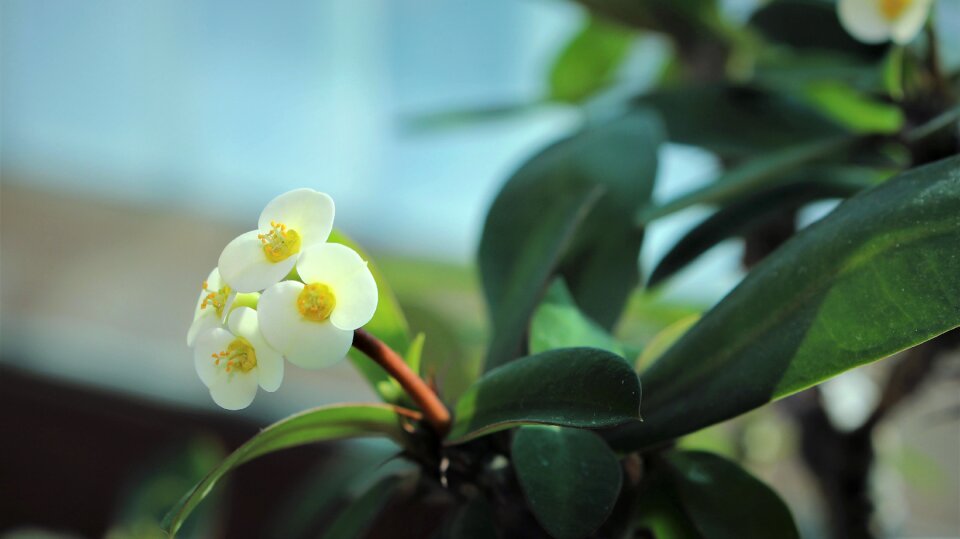 Yellow white color leaf
