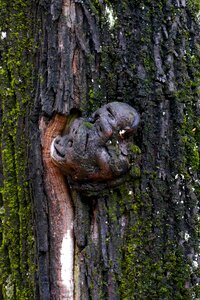 Trunk bark