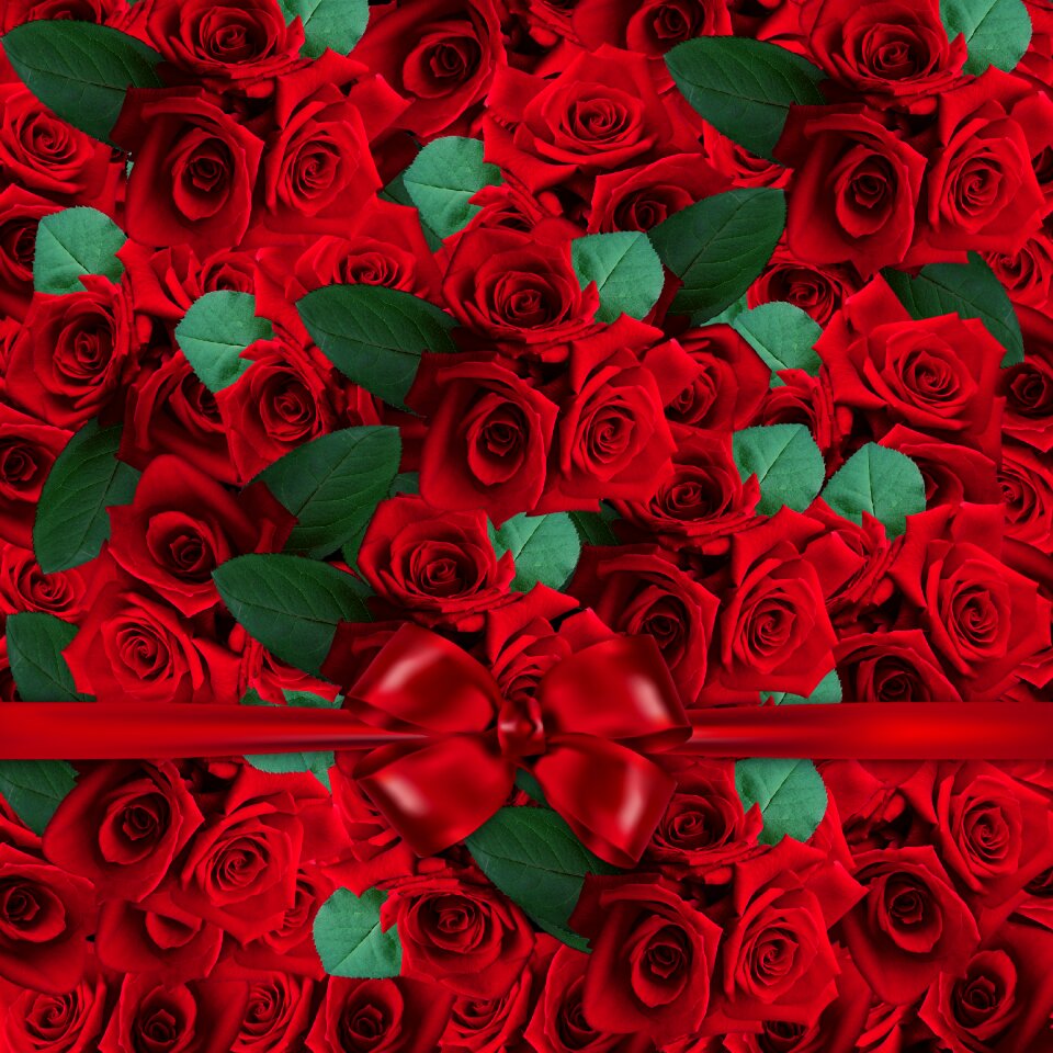 Art roses red roses