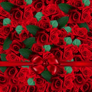 Art roses red roses