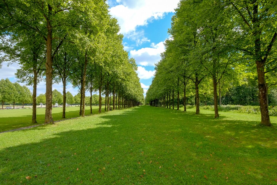 Rush summer landscape
