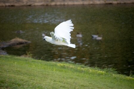 Feather outdoors cockatoo