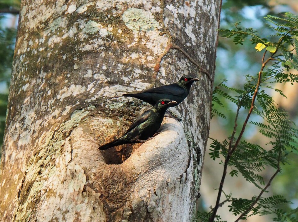 Bird wildlife animal