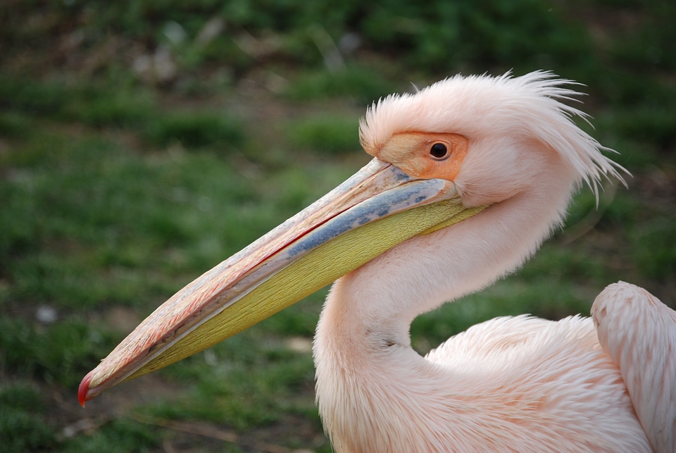 Rosy pelecanus water bird
