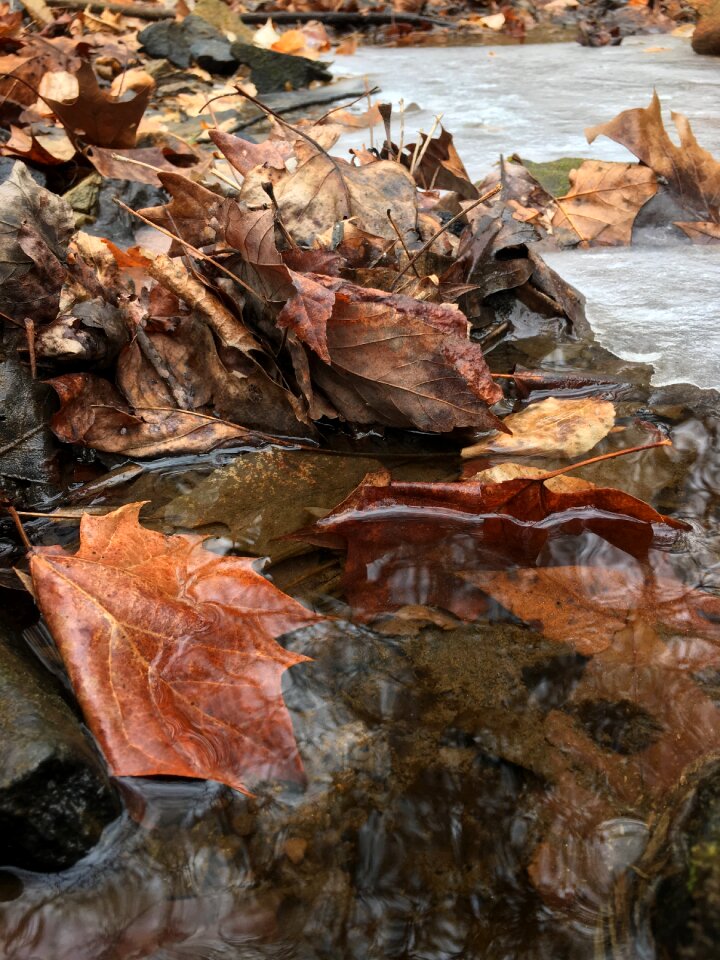 River environment