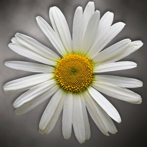 Petal summer daisy photo