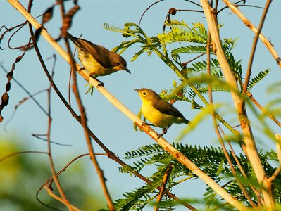 Animal tree outdoors