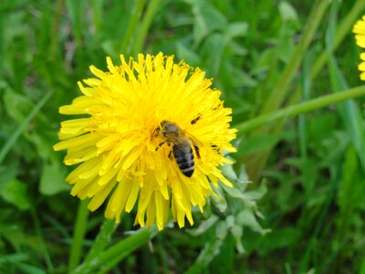 Flower nature spring