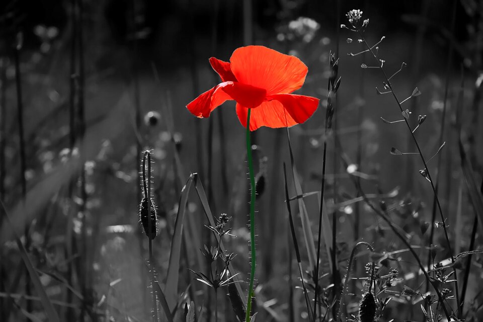 Season outdoors poppy