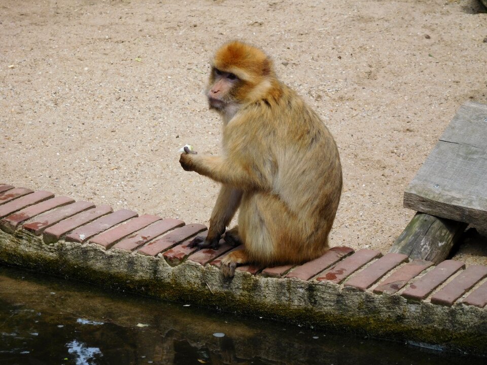Wildlife mammals primates