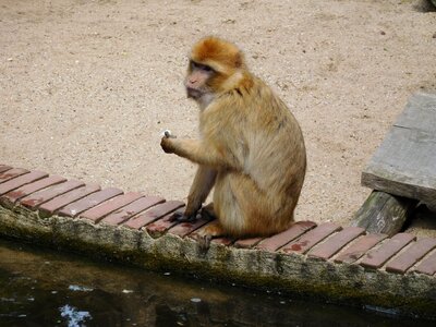 Wildlife mammals primates