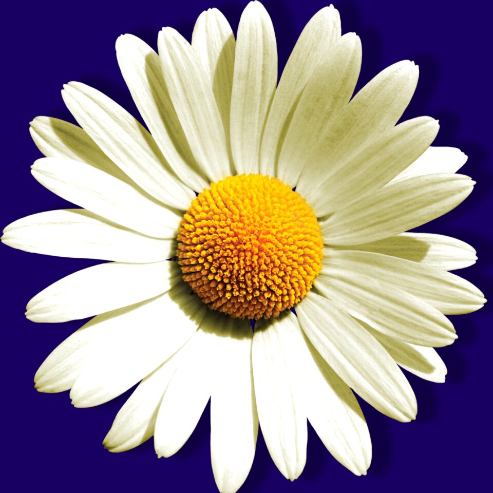 Summer plant daisy