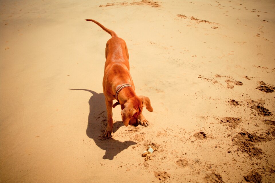 Beach body of water costa