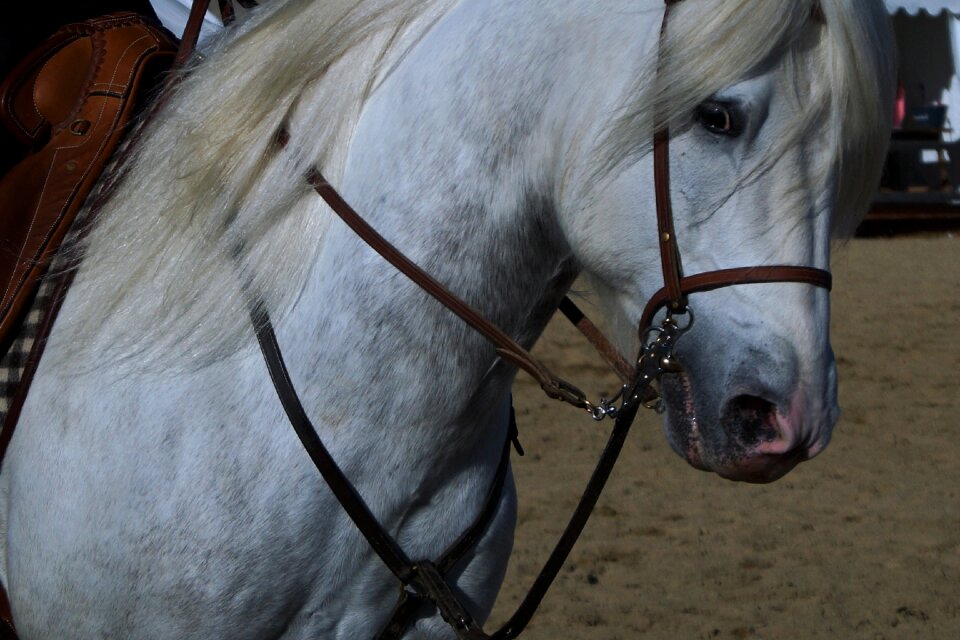 Mammal cavalry portrait