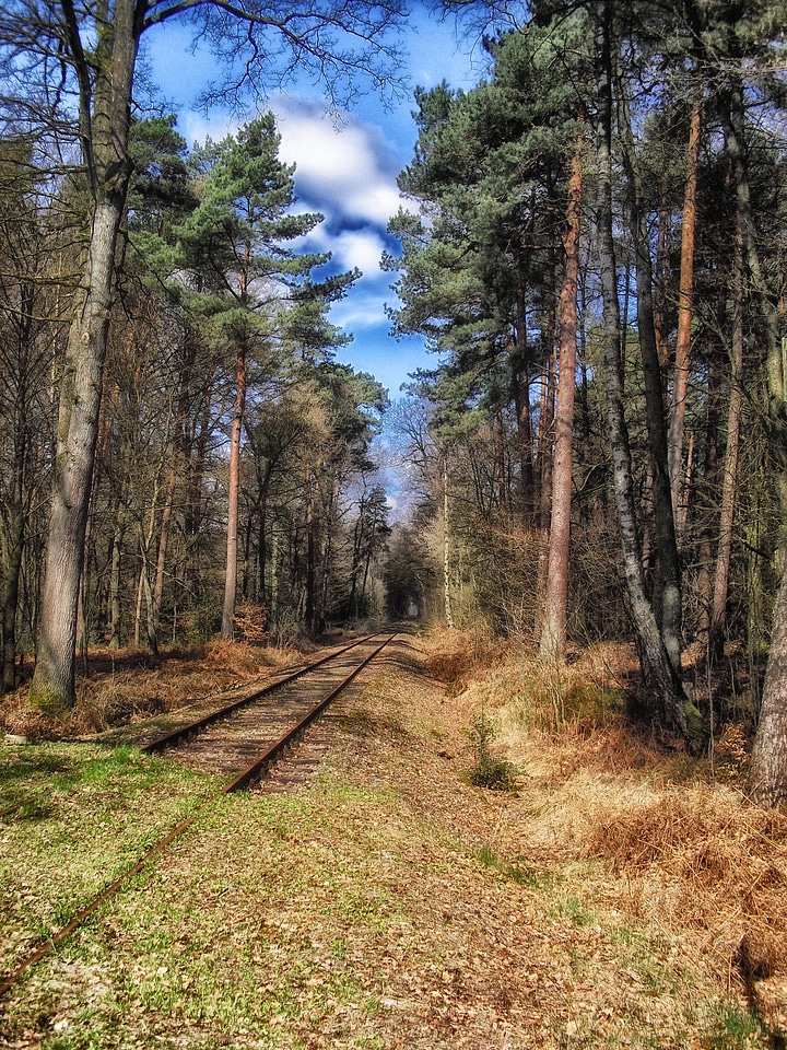 Tracks forest trees