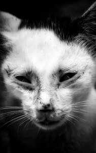 Animal wildlife eye
