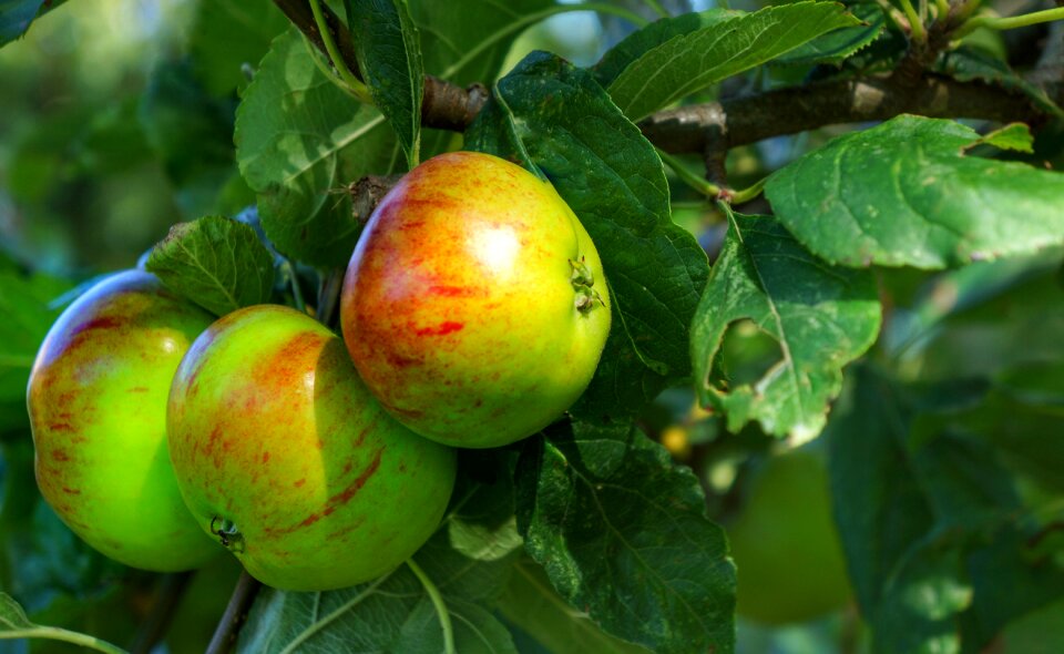 Food crop ripe