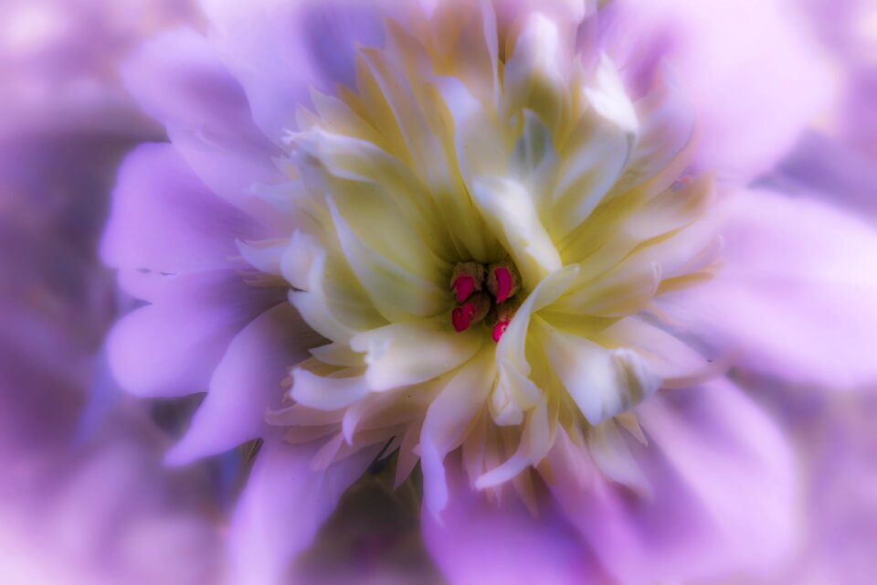 Summer garden floral